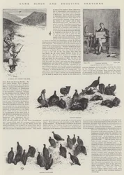 Oiseaux de chasse et croquis de tir